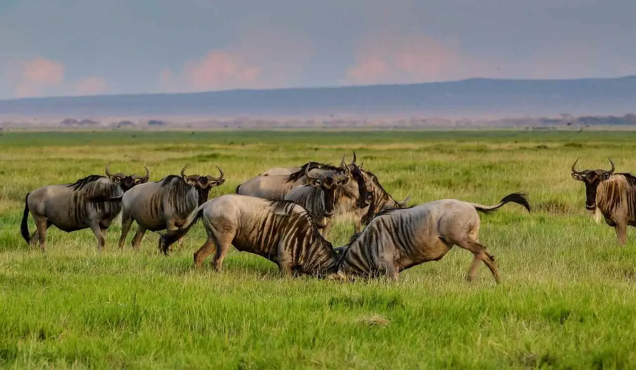 6 days of Masai Mara and Amboseli safari header